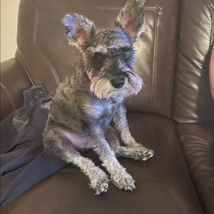 Meet your Posher, Norma